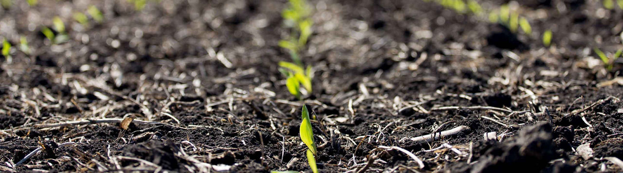 Semences LumiGEN Premium ou LumiGEN Standard ?