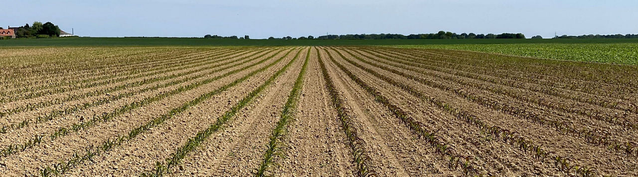 Retour sur la Journée du Programme Pulsations Maïs Pioneer 2025 : une rencontre riche en échanges