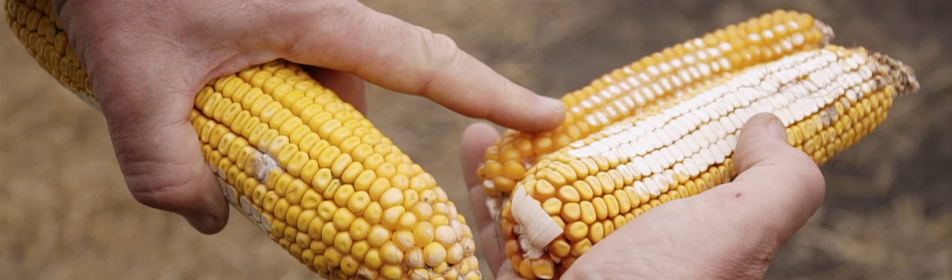 Du maïs denté pour une production soutenue au GAEC Monneraye