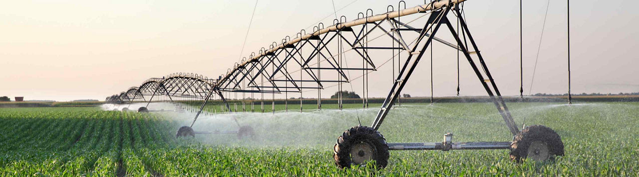 Le maïs, une plante économe en eau ?