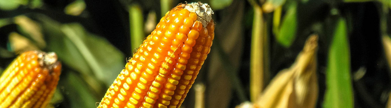 Le maïs et le Tour de France font leur virage