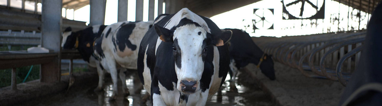 Maïs fourrage 2024, une qualité contrastée entre amidon et fibres digestibles