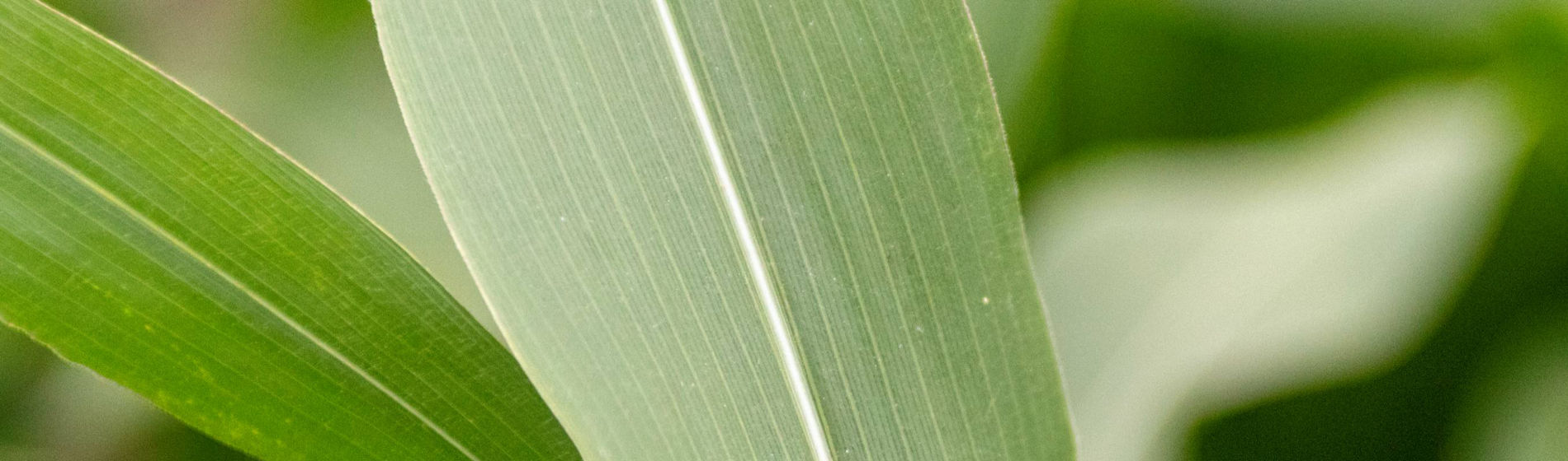 Maïs fourrage denté, un atout pour l'élevage des charolaises du GAEC Renier