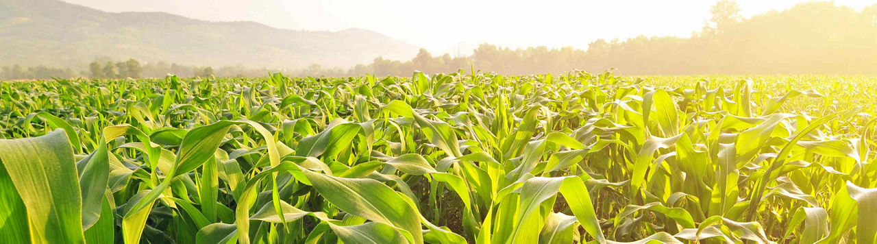 Comment le maïs peut-il optimiser mon assolement ?