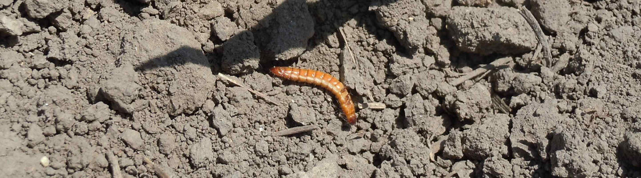 Sur maïs, tirer les leçons d’une forte pression taupins