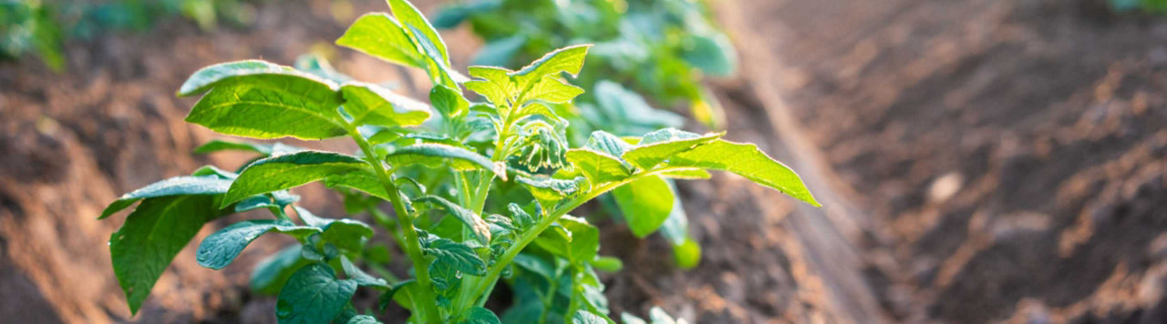Manque de plants de pommes de terre ? Des solutions existent