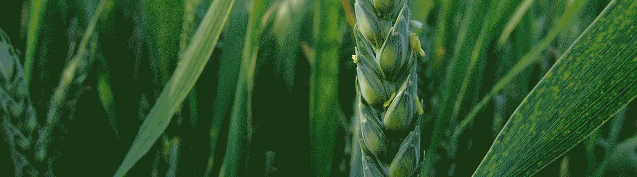 En 2023, les agriculteurs ont dépensé 17,3 % de plus pour leurs traitements fongicides blés