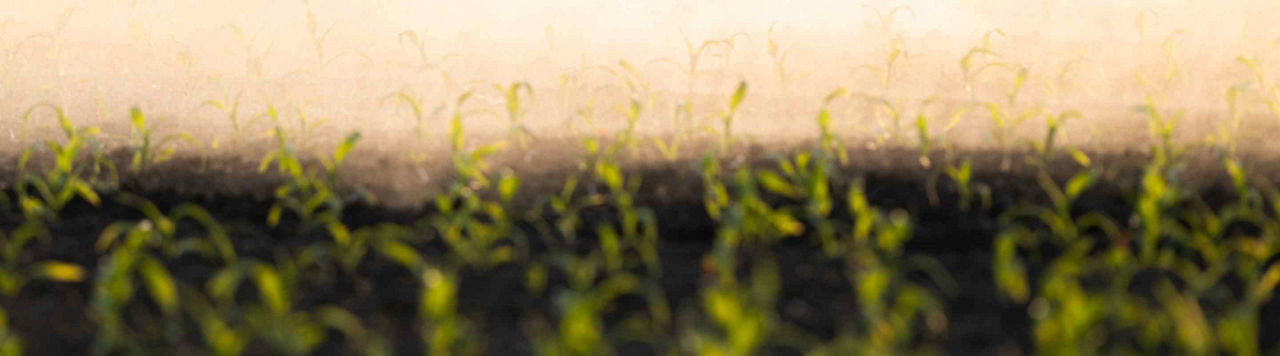 Mezalid et pendillards, une association efficace pour contrôler les foreurs