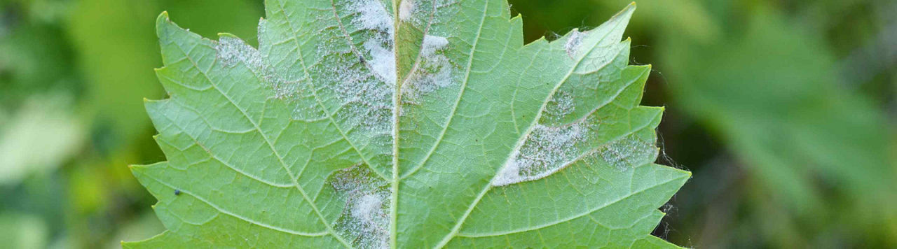 Le mildiou, une maladie polycyclique qui affecte les jeunes organes aériens