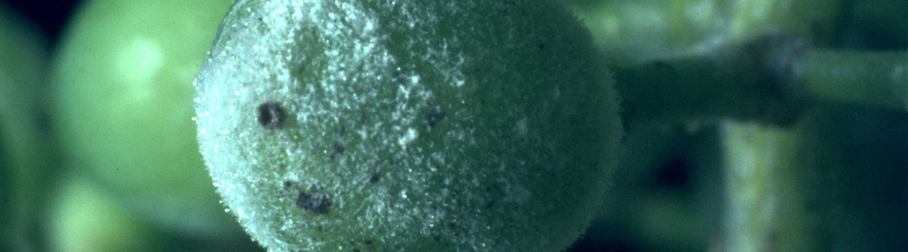 Mildiou, oïdium : attention aux contaminations primaires !