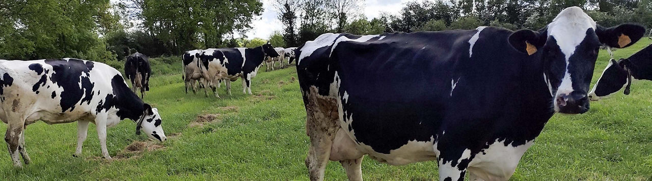 « Mon objectif est d’aller chercher 1 UF par fourrage » - F. Augereau, éleveur laitier