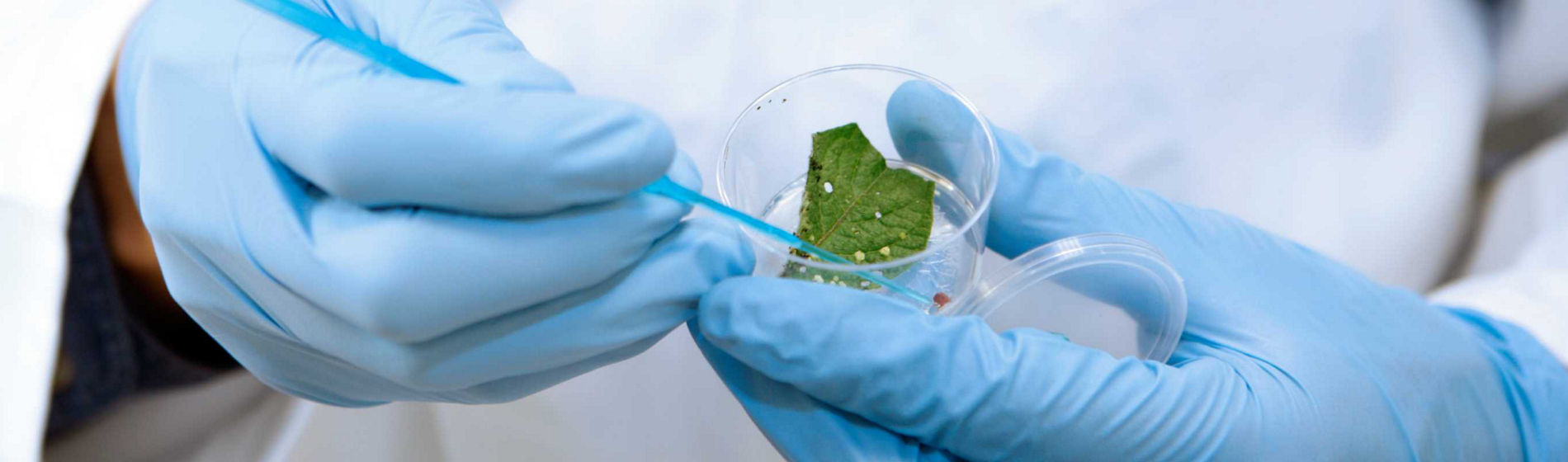 NGT, NBT : qu’est-ce que c’est ?