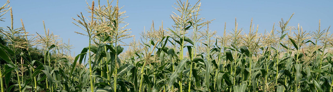 Maïs : un levier stratégique pour allonger les rotations et sécuriser l’assolement 