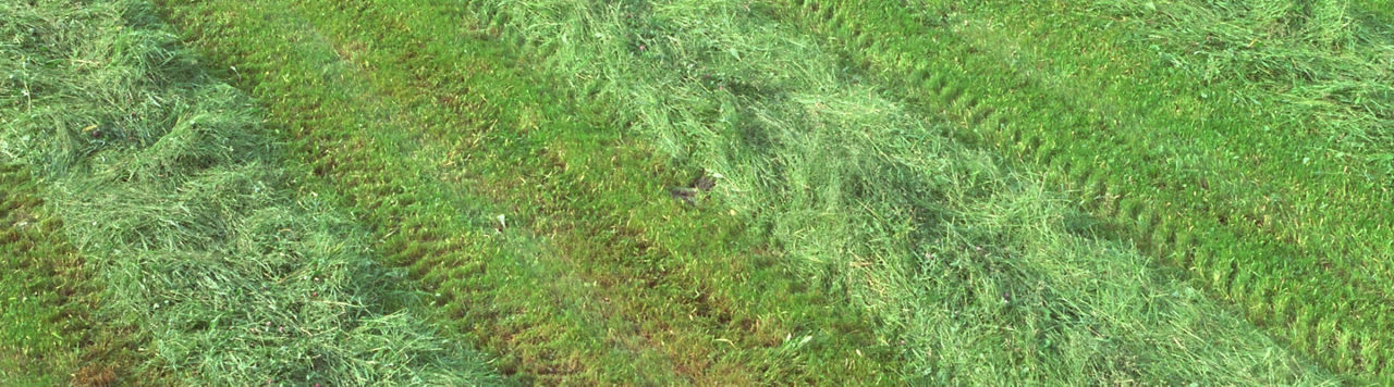 Optimiser la fertilisation des cultures fourragères grâce à Utrisha N 