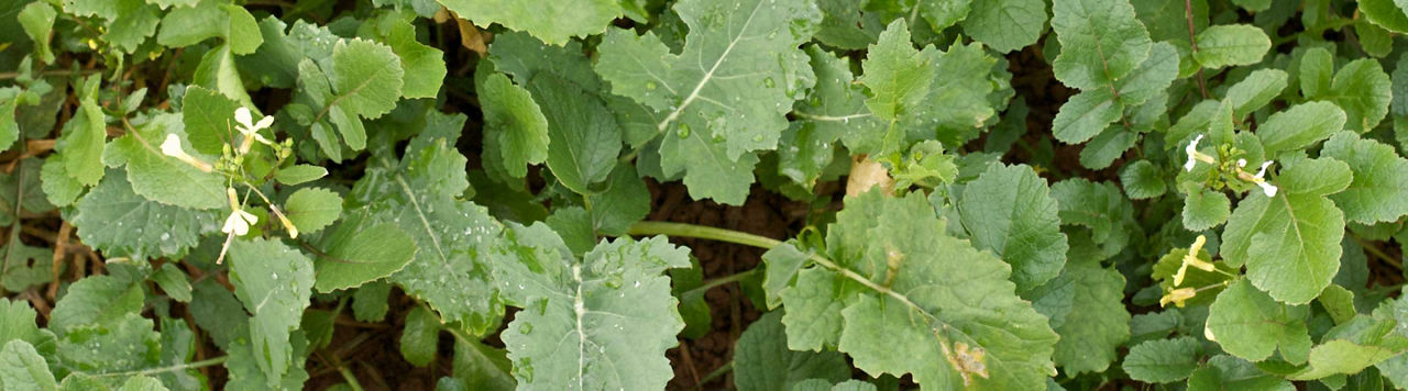 Avant de traiter, ouvrez l’œil avec FlorExpert