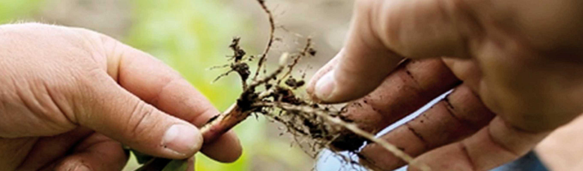 Participez aux prochaines visio « Pulsations maïs »