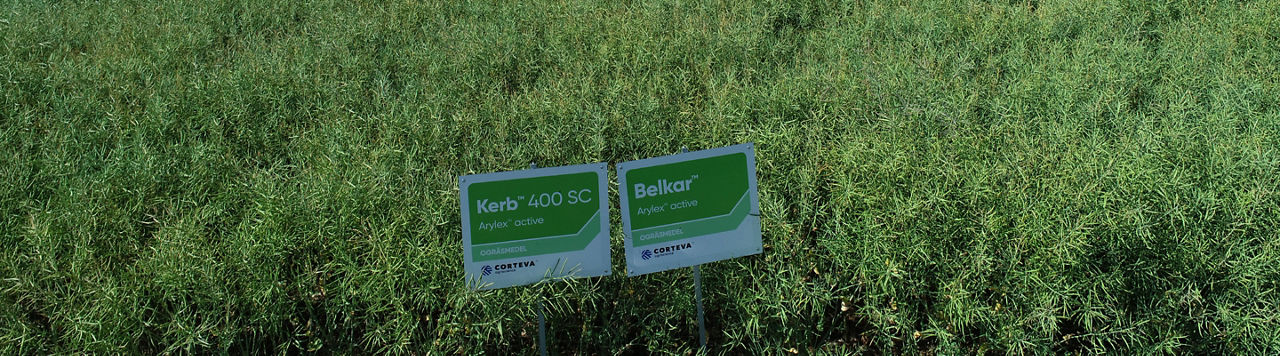 Patience avec le propyzamide pour maîtriser les graminées résistantes