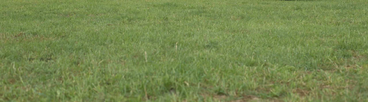 Le pâturage tournant dynamique, un levier pour l'autonomie de son élevage