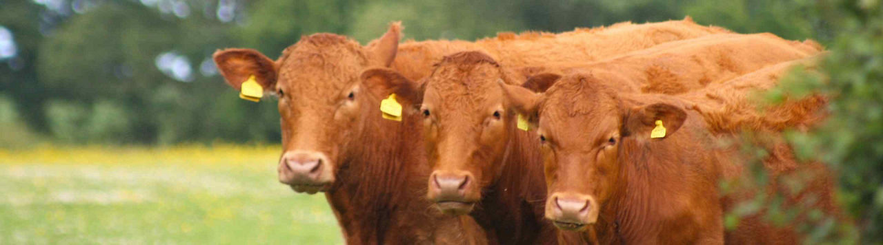 « Penser à l'optimisation du pâturage sur l'ensemble de l'année »