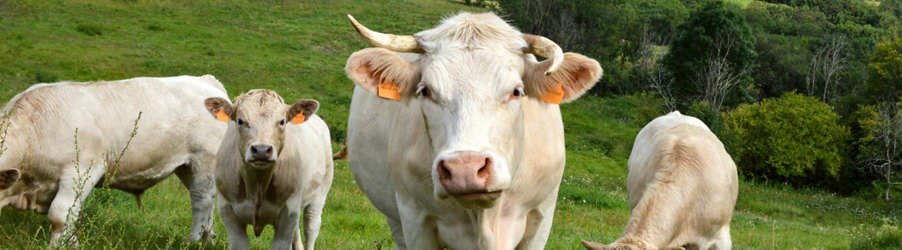 Pioneer/Corteva, partenaire du Herd Book Charolais