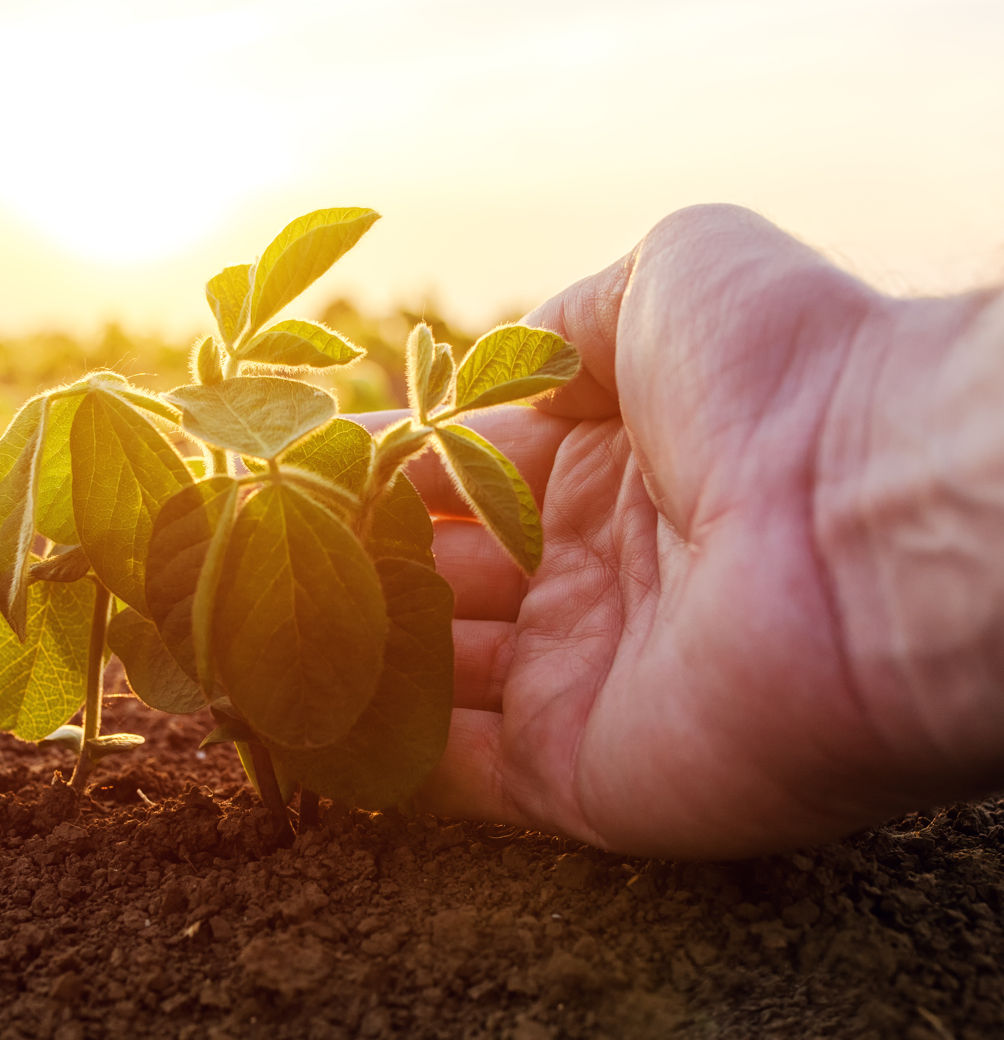 Sunlight behind hand holding plant