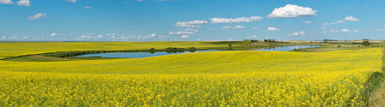 La post-levée s’impose dans les stratégies désherbage du colza