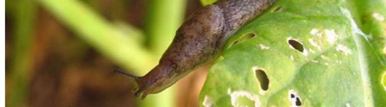 Pour éviter les limaces, il faut leur supprimer le gîte et le couvert