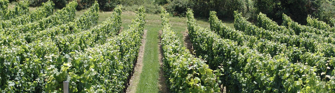 Zorvec® Vinabel® : une solution innovante et complète contre le mildiou 