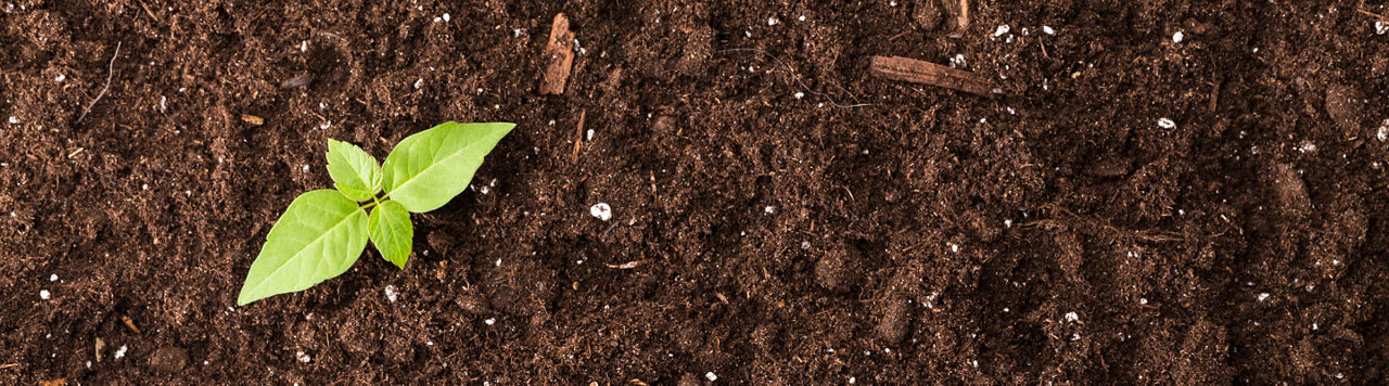 Pourquoi et comment diversifier les formes d’azote ?