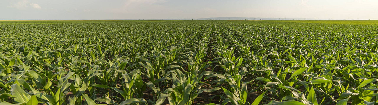 Pourquoi peut-on observer des maïs plus « courts » cette année ?