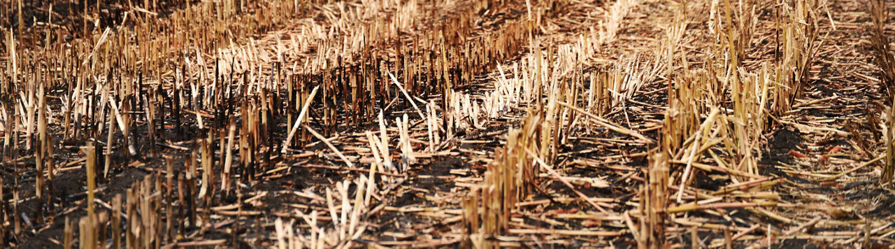 Pourquoi récolter tôt mes maïs ?