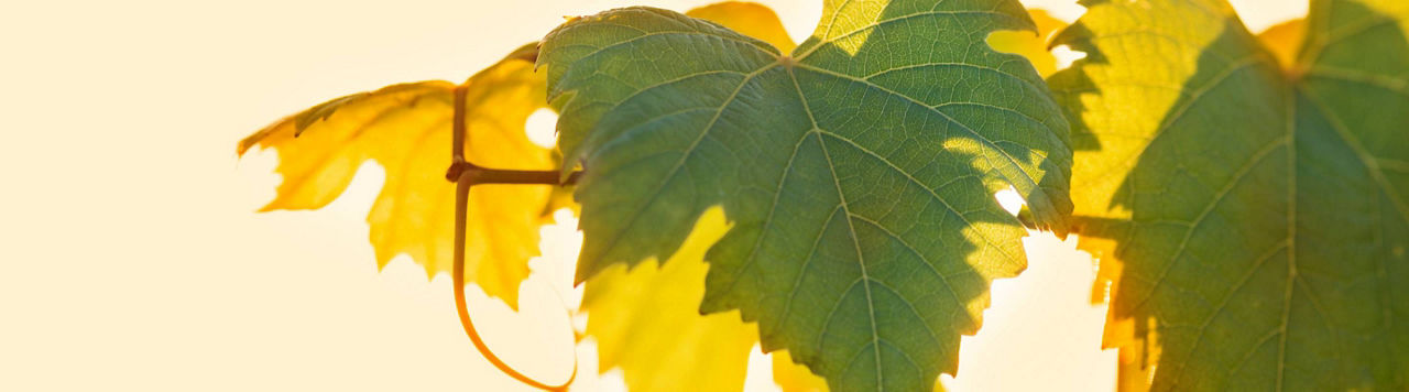 Mildiou de la vigne : sécuriser le début de programme face à des attaques de plus en plus précoces