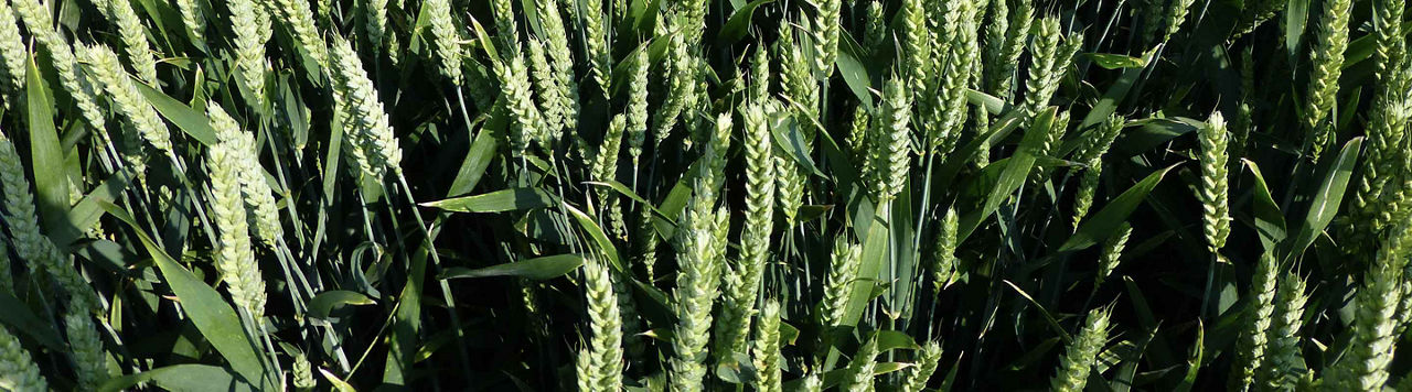 Pour préserver l’efficacité des fongicides, alterner les modes d’action 