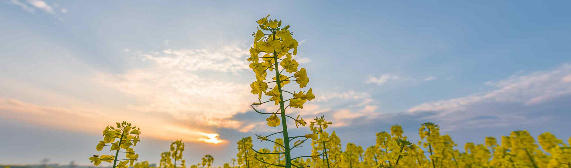 Protector Sclérotinia de Brevant, pour faciliter la lutte sur colza