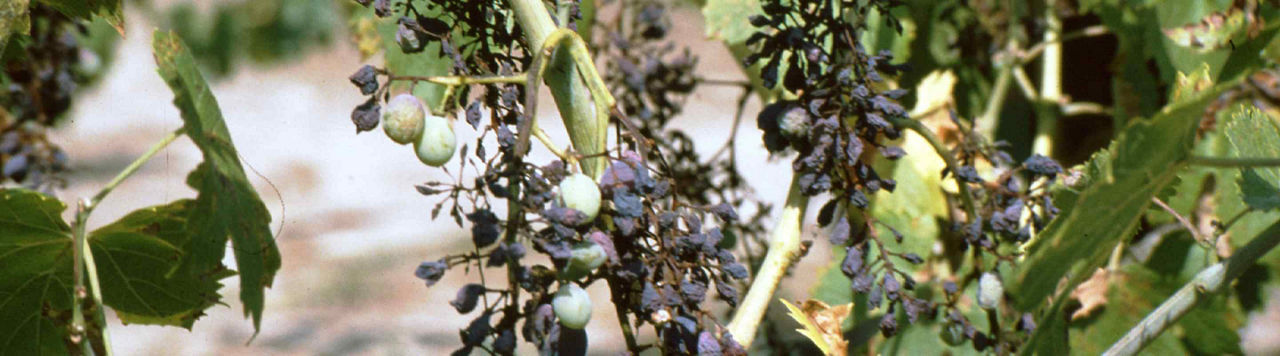 Comment protéger mon vignoble contre l’oïdium ?