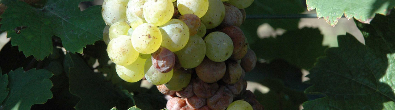 Comment protéger mon vignoble de la pourriture grise ?