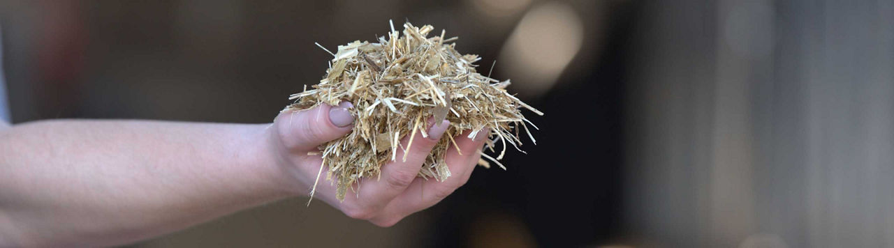 Quelle qualité sanitaire pour les ensilages 2024 ?