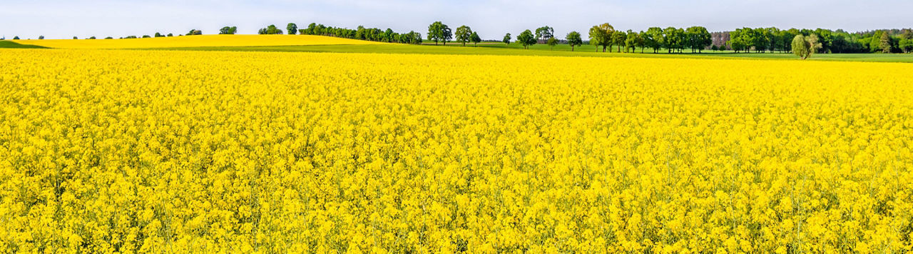 Quel est le bilan qualité des graines de colza produites en 2024 ? 