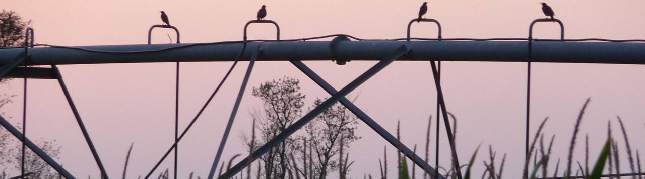 Quand est-ce que je déclenche l’irrigation de mes maïs ?