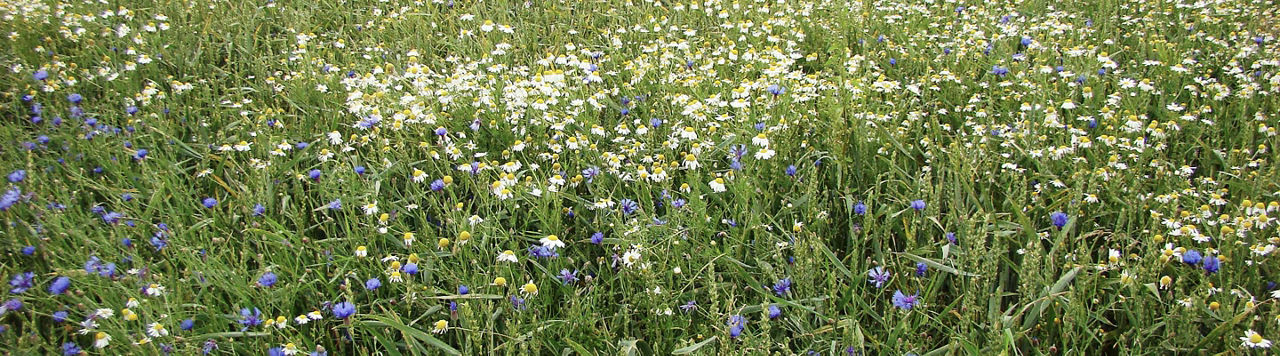 Quand dois-je déclencher le premier apport d’engrais sur ma prairie ? 