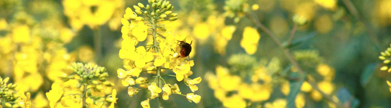 Que dois-je savoir sur le nouvel arrêté « Abeilles » ?