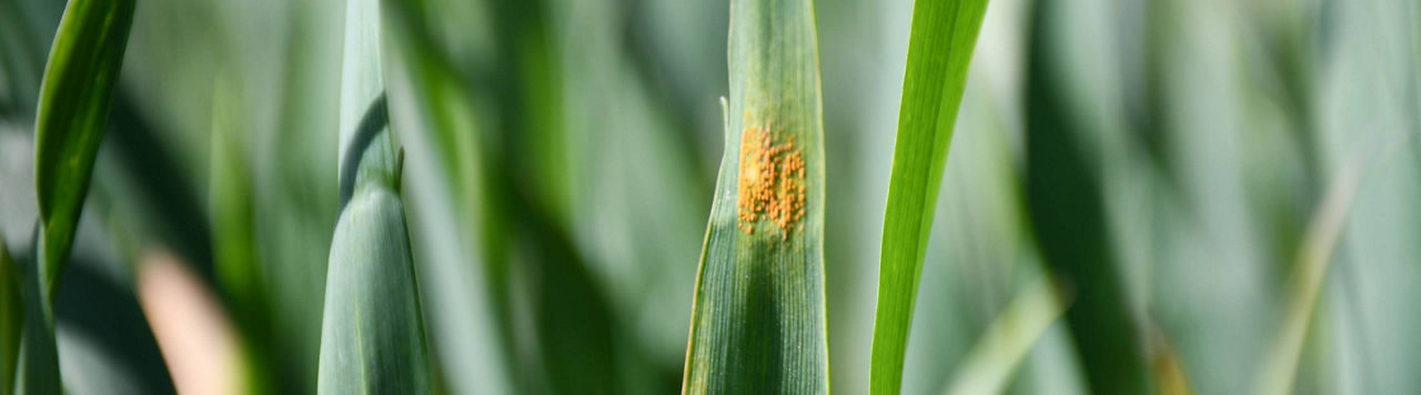 Campagne 2025 : rebond des rendements et baisse des traitements 