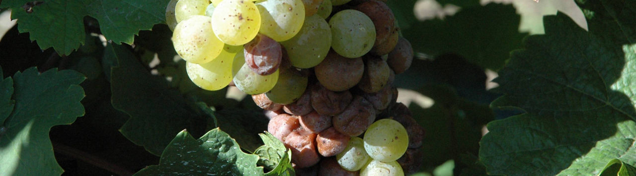 Quel est le risque de botrytis à l’approche de la véraison ?