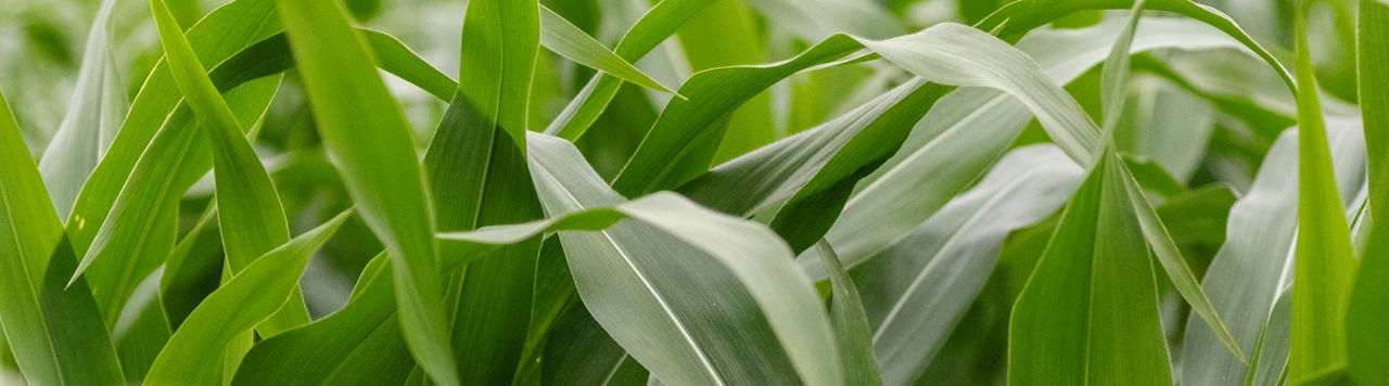 Quelle est l’influence de la date de semis sur l’état des maïs ?