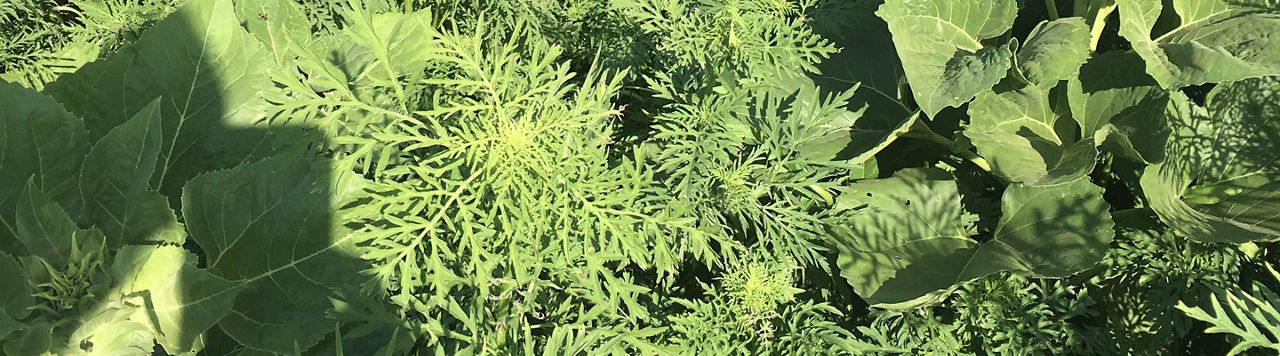 Quelle lutte mettre en place contre l'ambroisie ?