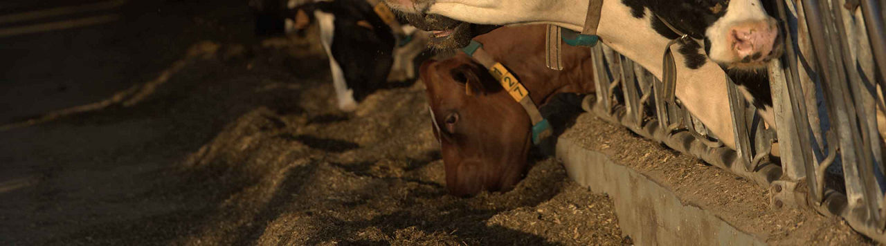 Quelle sera la qualité des fourrages cette année ?