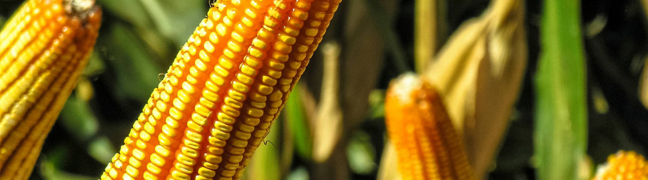 Sem'expert Dry : sécuriser le semis précoce pour une agriculture plus efficiente et durable