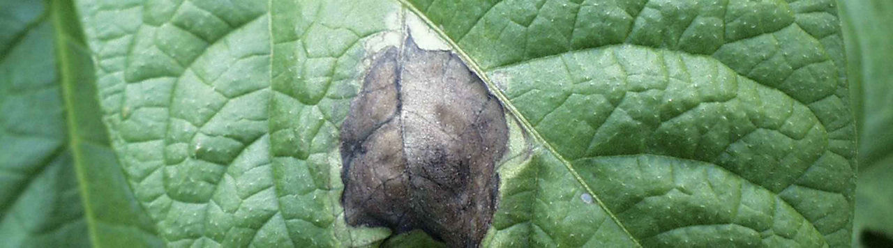 Quelle stratégie adopter face à la forte pression de mildiou sur pomme de terre ?