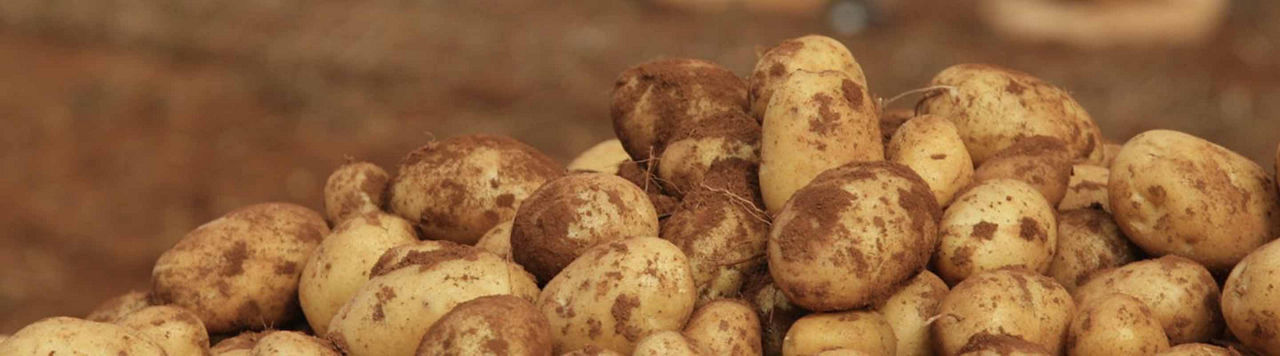 Quelle stratégie de fertilisation dois-je adopter pour ma culture de pommes de terre ?