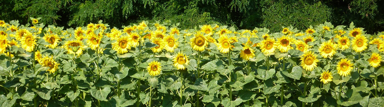 Quelle variété de tournesol choisir en 2025 ? 